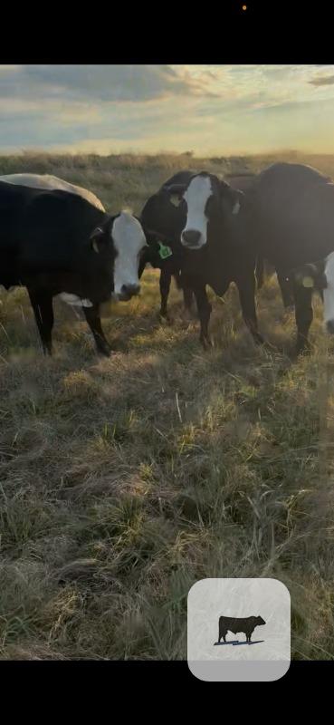 Cattle Range Listing Photo