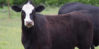 50 Angus & 'BWF' Bred Heifers... E. Central OK