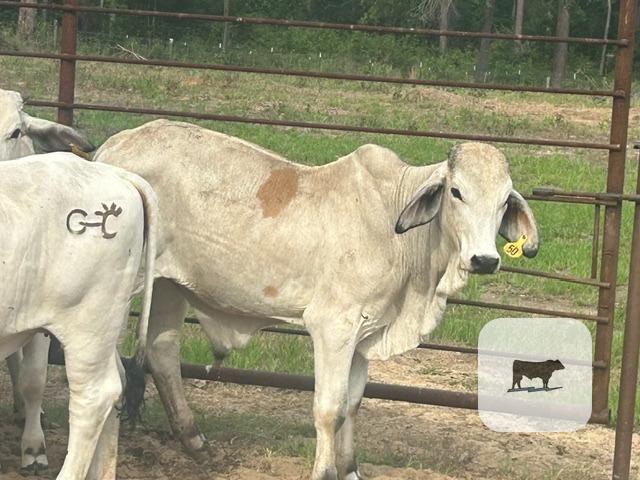 Cattle Range Listing Photo