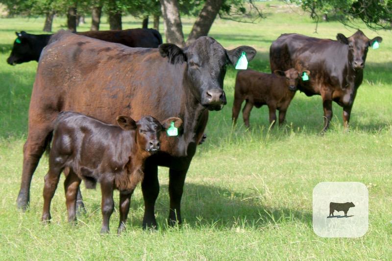 Cattle Range Listing Photo