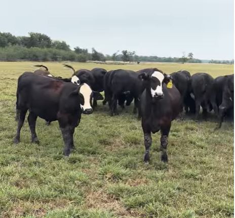 Cattle Range Listing Photo