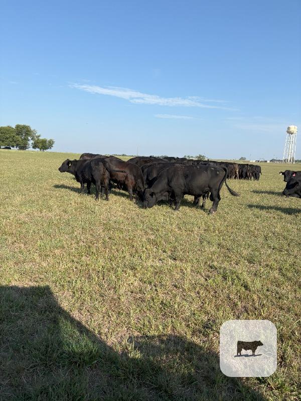 Cattle Range Listing Photo