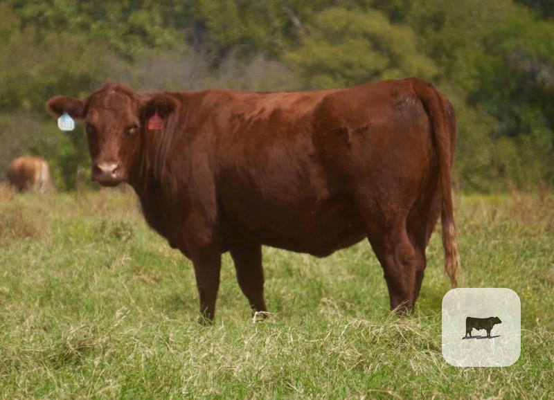 Cattle Range Listing Photo