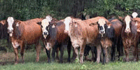 10 Braford/Tigerstripe Bred Heifers... Northeast TX