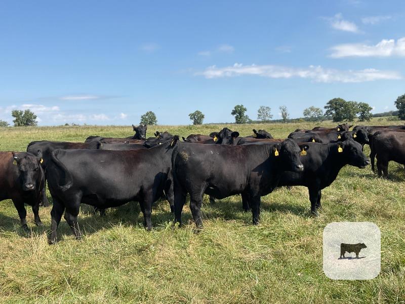 Cattle Range Listing Photo