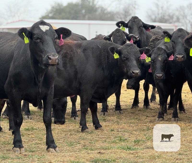 Cattle Range Listing Photo