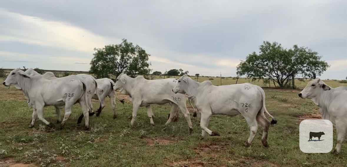 Cattle Range Listing Photo