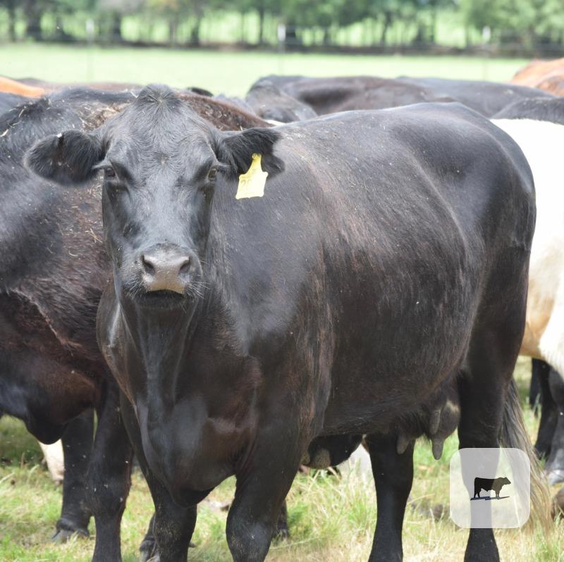 Cattle Range Listing Photo