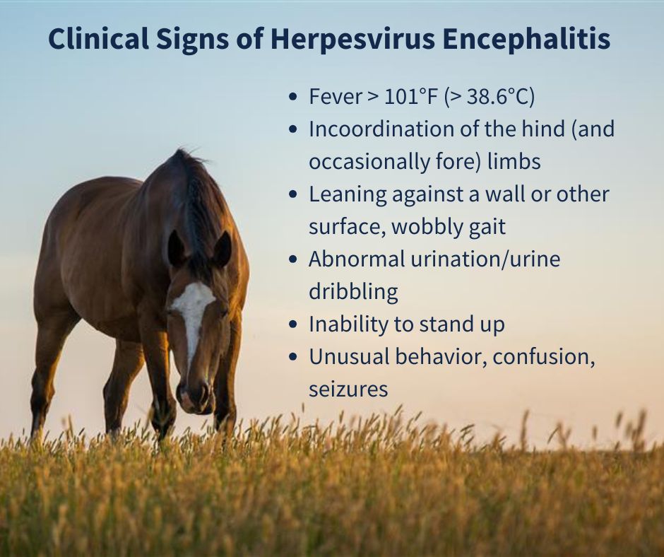 Equine Herpesvirus Cases have spread to 8 States