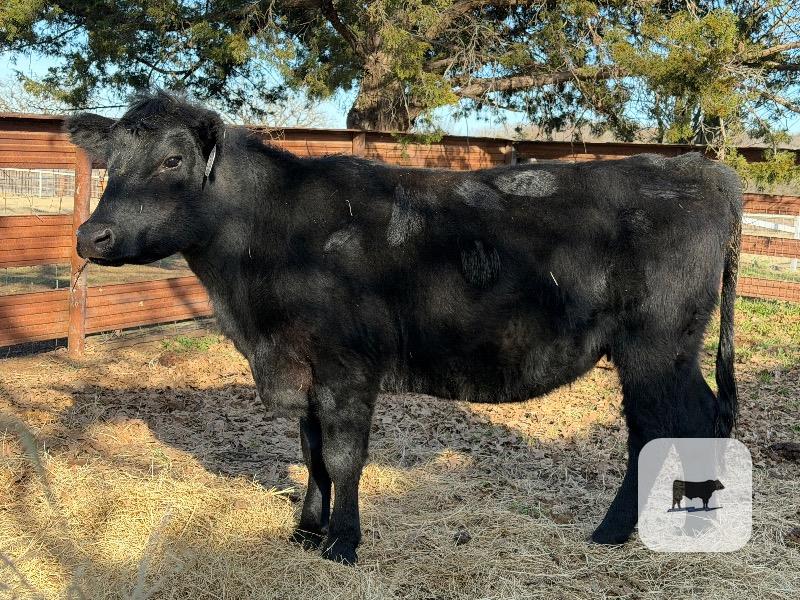 Cattle Range Listing Photo