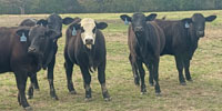 20 Brangus & Brangus Baldy Rep. Heifers... Northeast TX