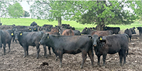 56 Angus & BWF Bred Heifers... Southwest MO