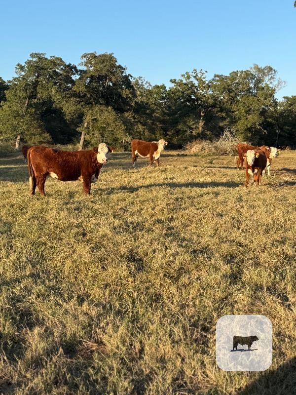 Cattle Range Listing Photo 5