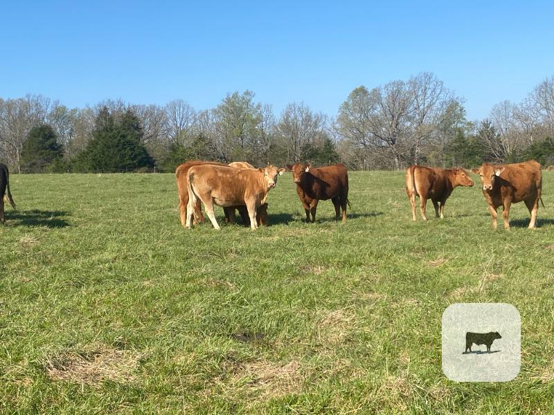 Cattle Range Listing Photo