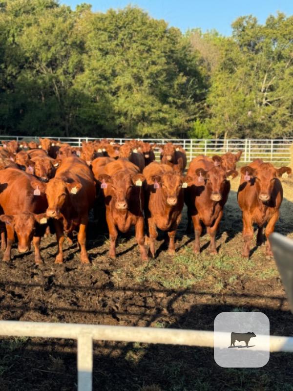 Cattle Range Listing Photo