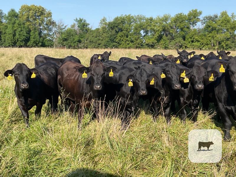 Cattle Range Listing Photo