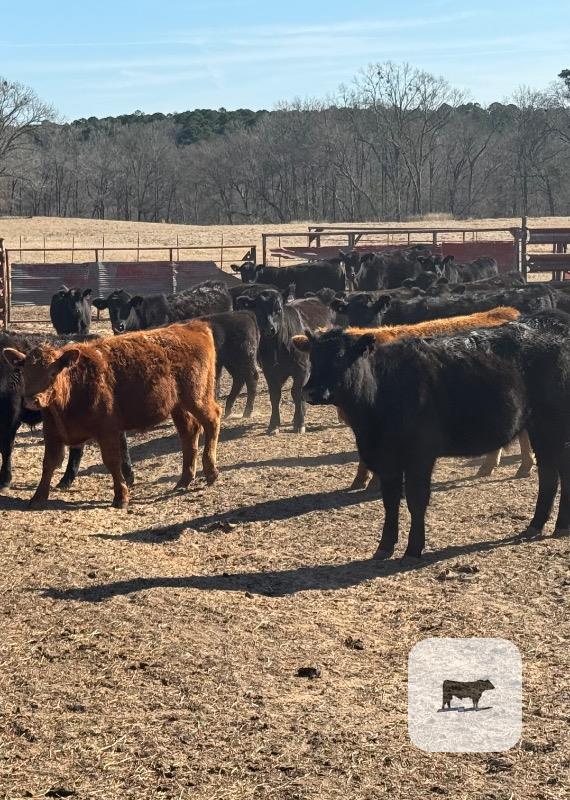 Cattle Range Listing Photo