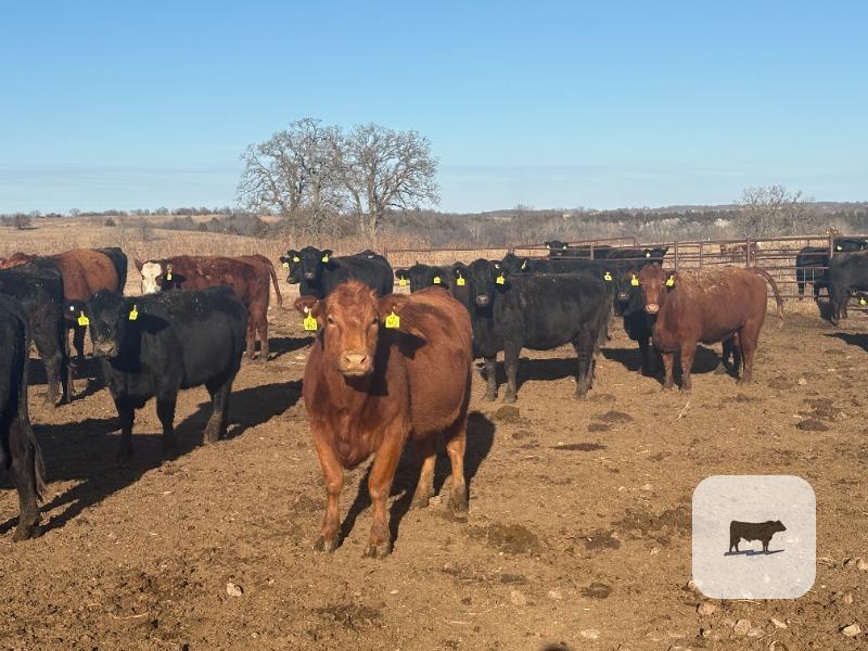 Cattle Range Listing Photo