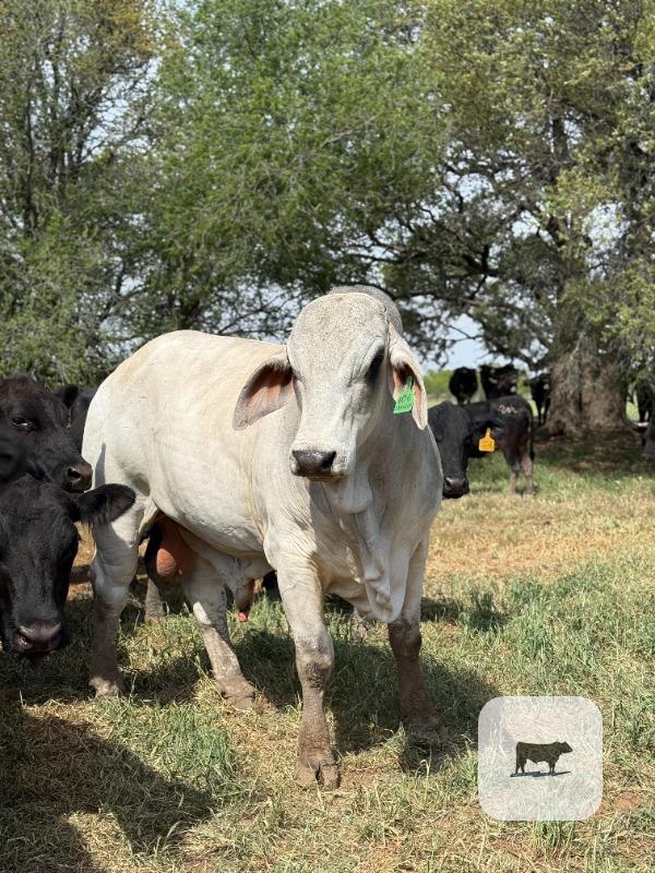 Cattle Range Listing Photo