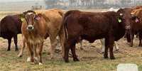 60 Red Brangus, Beefmaster, Santa Gertrudis, Charolais Cross & Crossbred Cows... Central TX