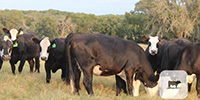 34 Angus Cross 'BWF' Bred Heifers... Central TX