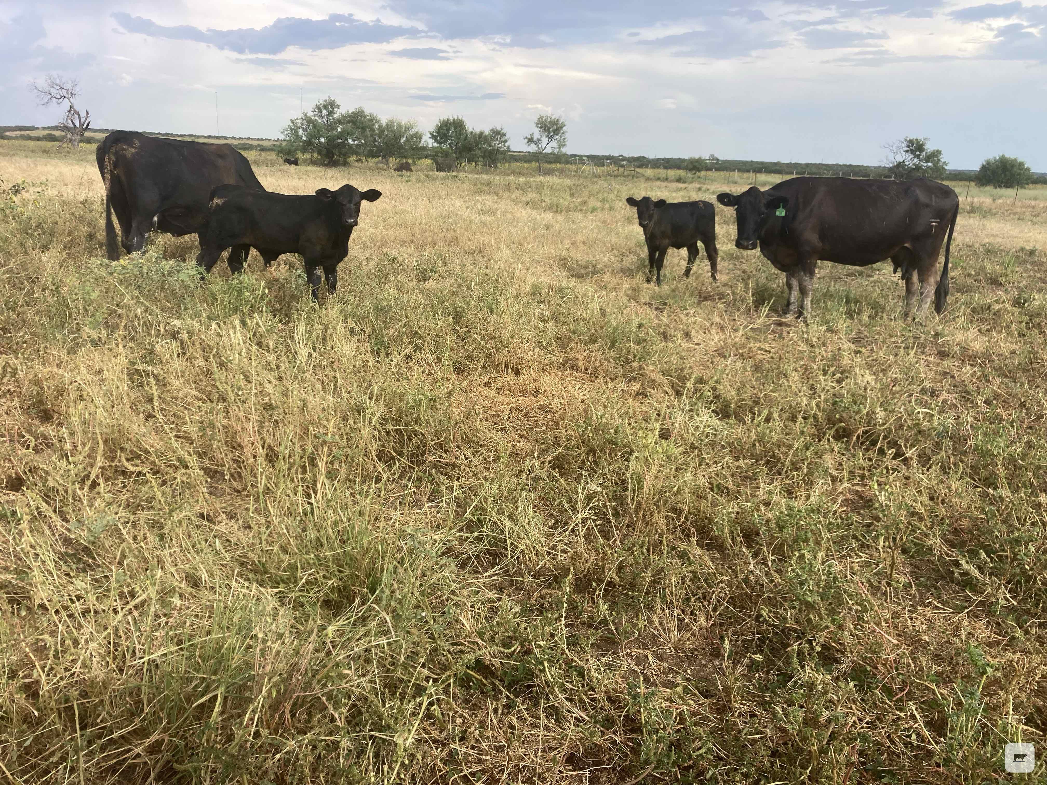 Cattle Range Listing Photo