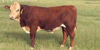 1 Reg. Hereford Bull... Central TX