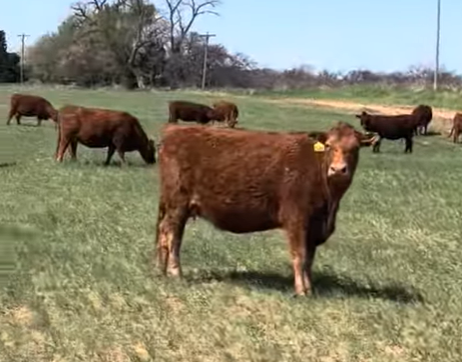 Cattle Range Listing Photo