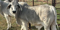 1 Reg. Brahman Bull... Central TX