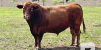 1 SimAngus HT Bull... S. Central TX