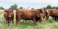 20 Red Angus & Red Baldy Cows... Southwest MO