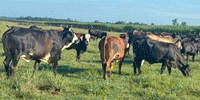 25 F1 Braford & Brangus Cows... Southeast LA