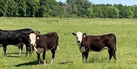 3 Reg. Black Hereford Rep. Heifers... Northeast LA