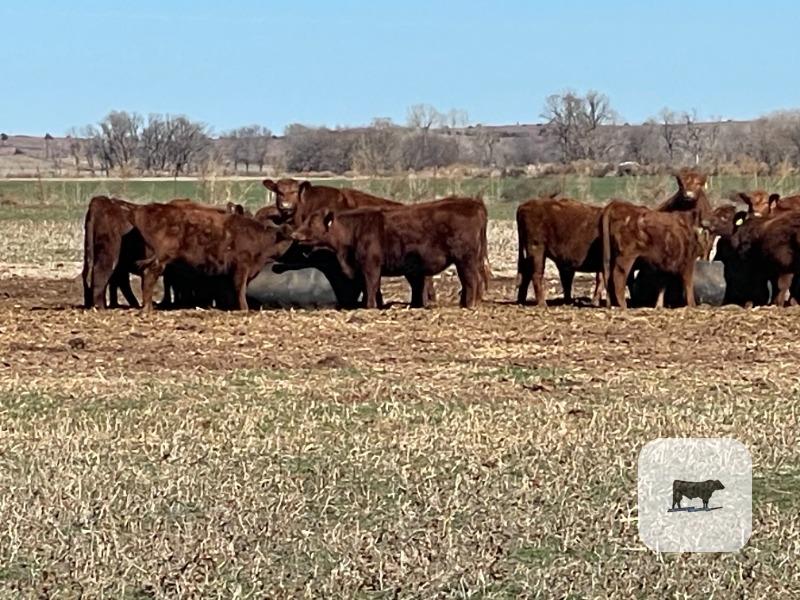 Cattle Range Listing Photo