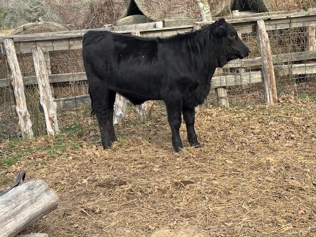 Cattle Range Listing Photo