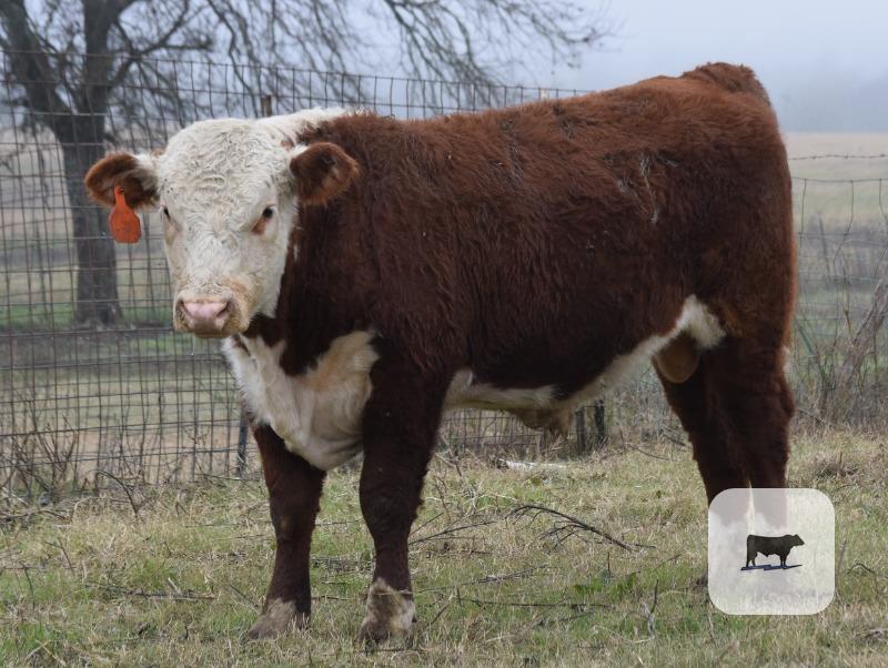 Cattle Range Listing Photo