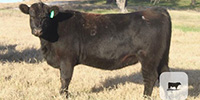 20 Reg. Angus Bred Heifers... Central TX