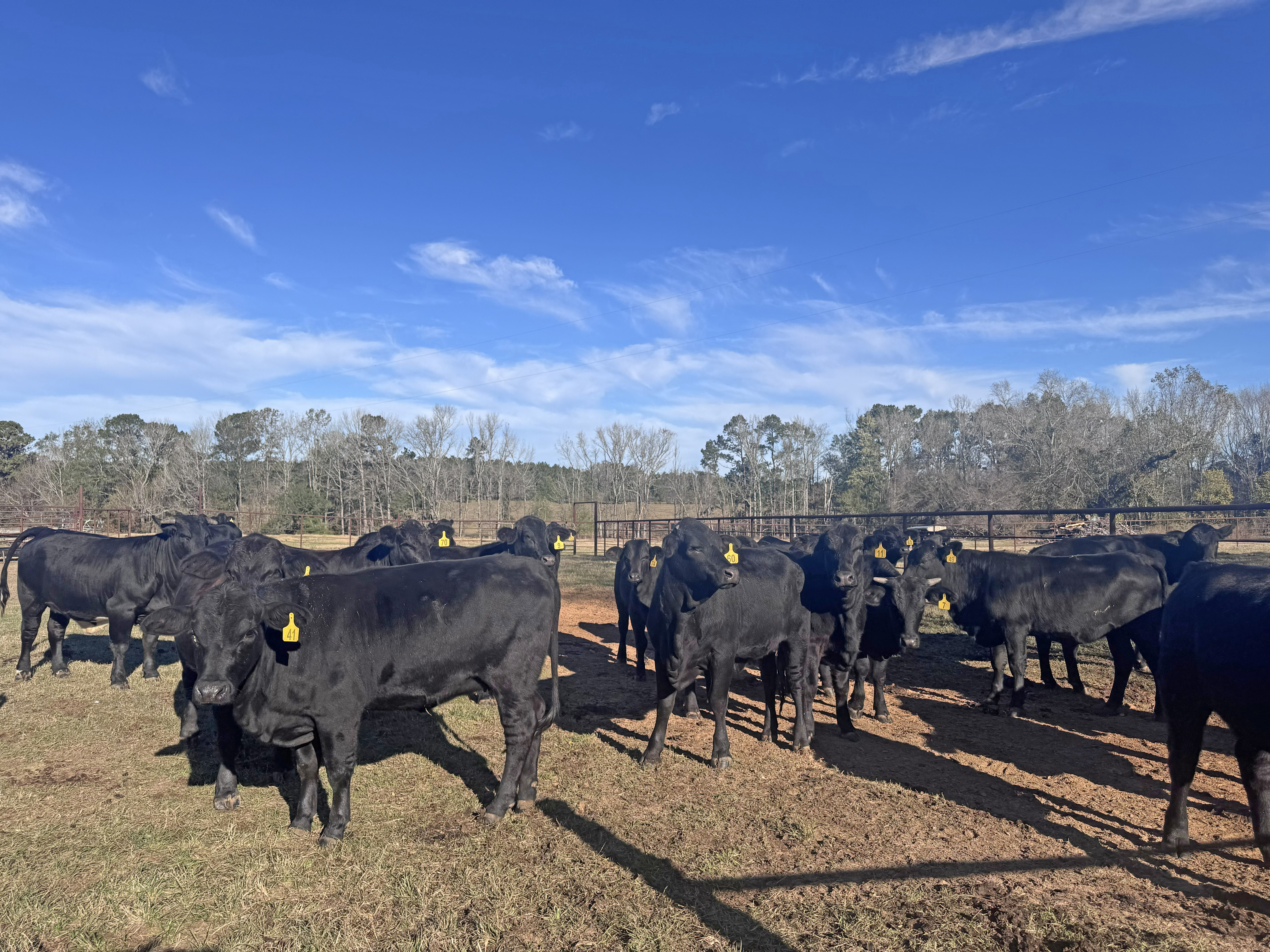 Cattle Range Listing Photo