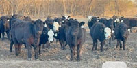 252 Angus & F1 BWF Bred Heifers... Central NE