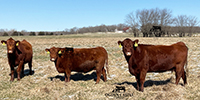 25 Red Angus & RWF Cows... Southwest MO