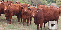 10 Red Angus Rep. Heifers... Central TX