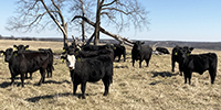 65 Angus & BWF Bred Heifers... Southwest MO