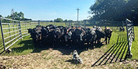 34 Brangus & Brangus Baldy Rep. Heifers... North TX