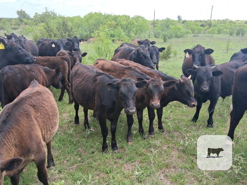 Cattle Range Listing Photo