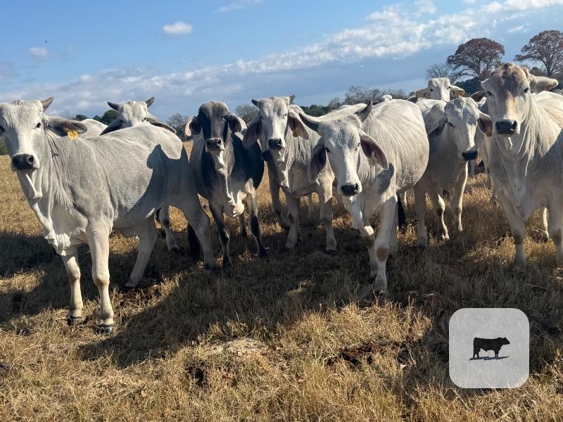 Cattle Range Listing Photo