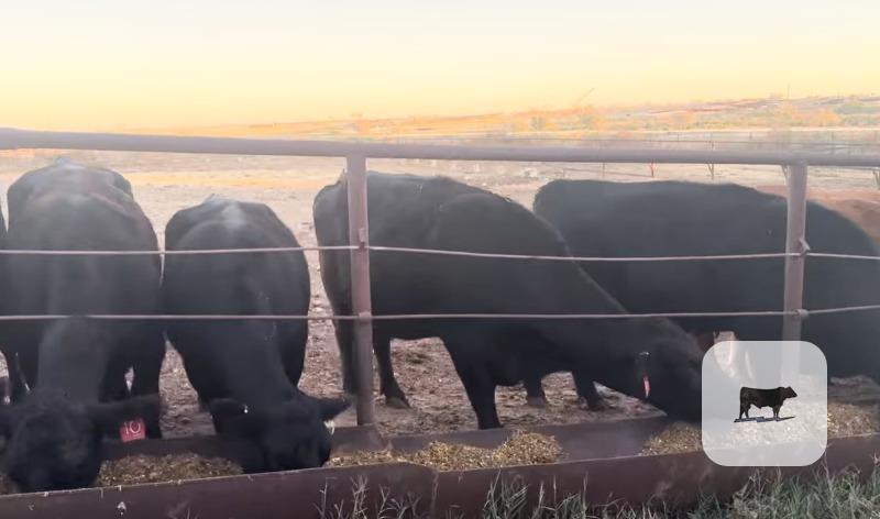 Cattle Range Listing Photo