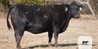 19 Angus & Red Angus Recip Cows w/ Red Wagyu Heifer Pregnancies... Southwest OK