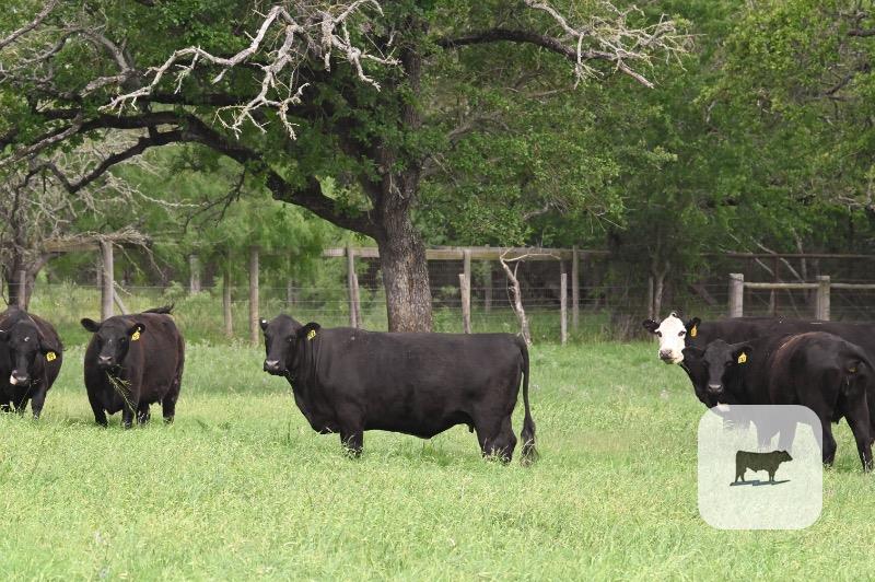 Cattle Range Listing Photo