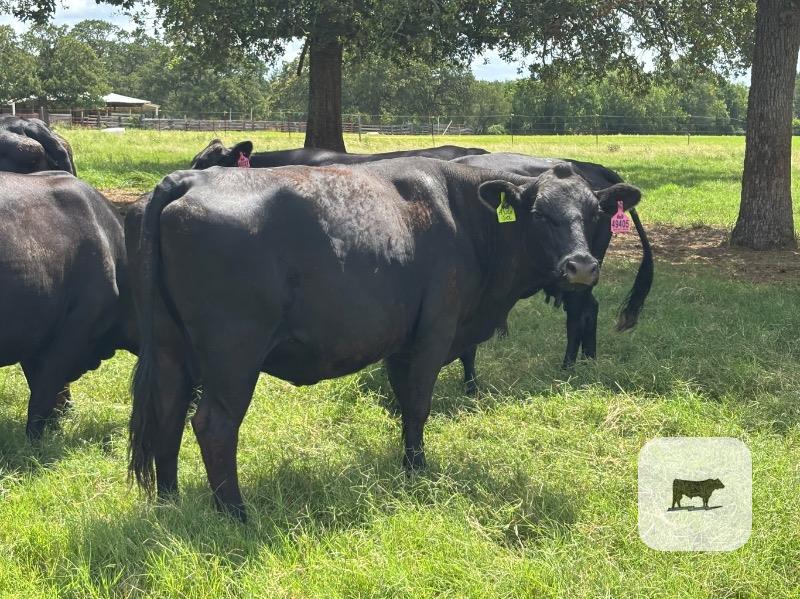 Cattle Range Listing Photo