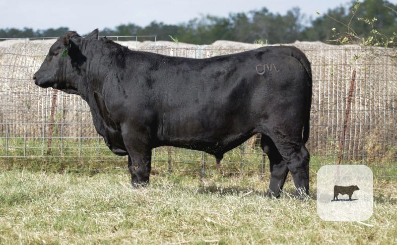 Cattle Range Listing Photo